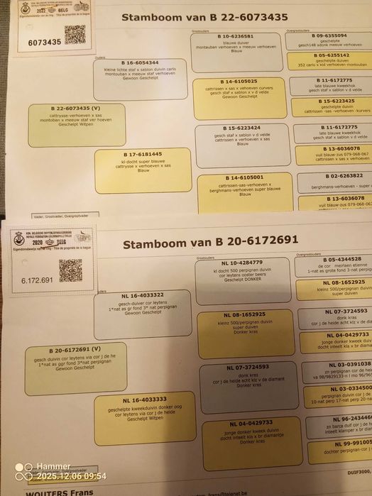Gołębie pocztowe. Samice Belgia. Świetne pochodzenie. Rodowody.