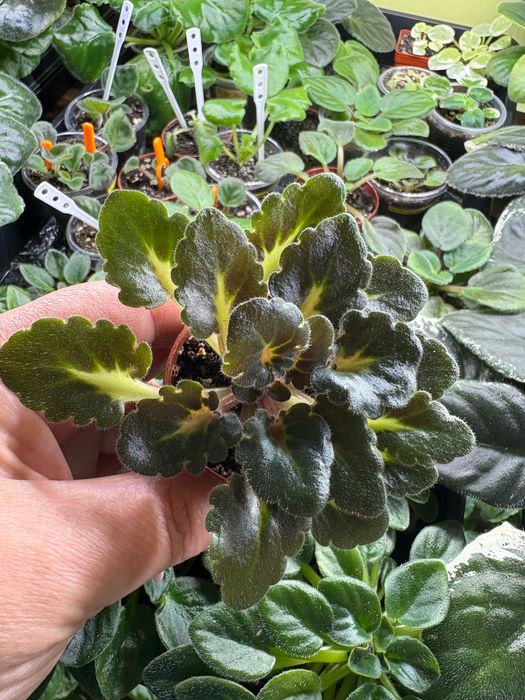 BR Atos sadzonka fiołka