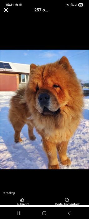 Szczeniaki chow chow