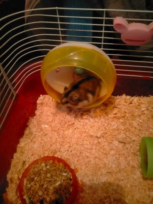 Vendo hamster russo