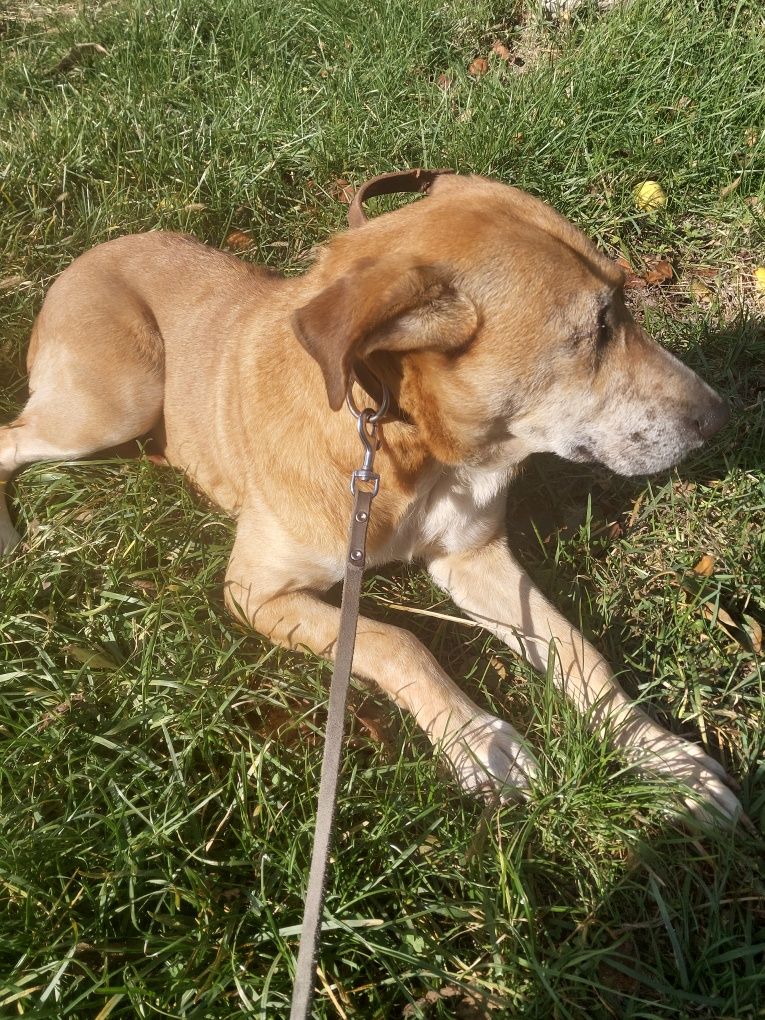Oddam za darmo ze schroniska suczke bez jednego oczka po sterylizacji.