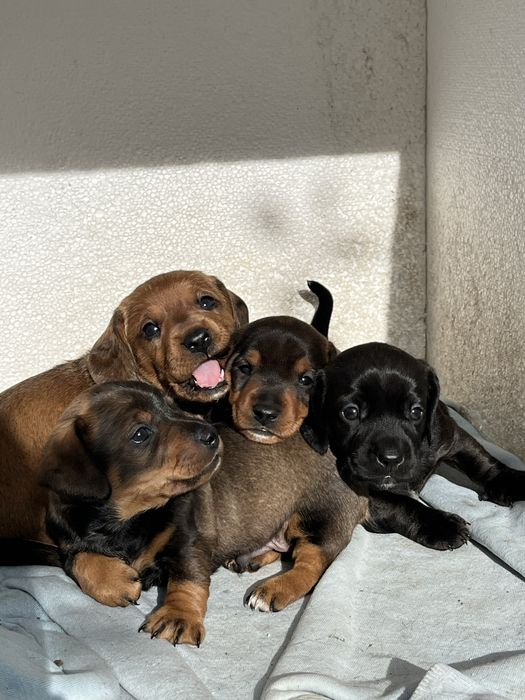 Такса, Щенята такси, хлопчик