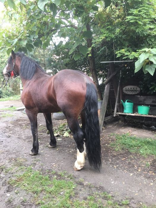 Ogier zimnokrwisty typ pogrubiony