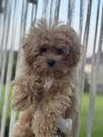 Maltipoo - uroczy chlopczyk - maltipoo - pudel toy - maltańczyk