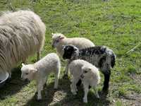 Owce quessant 2024 3 bar + owca czestochowa