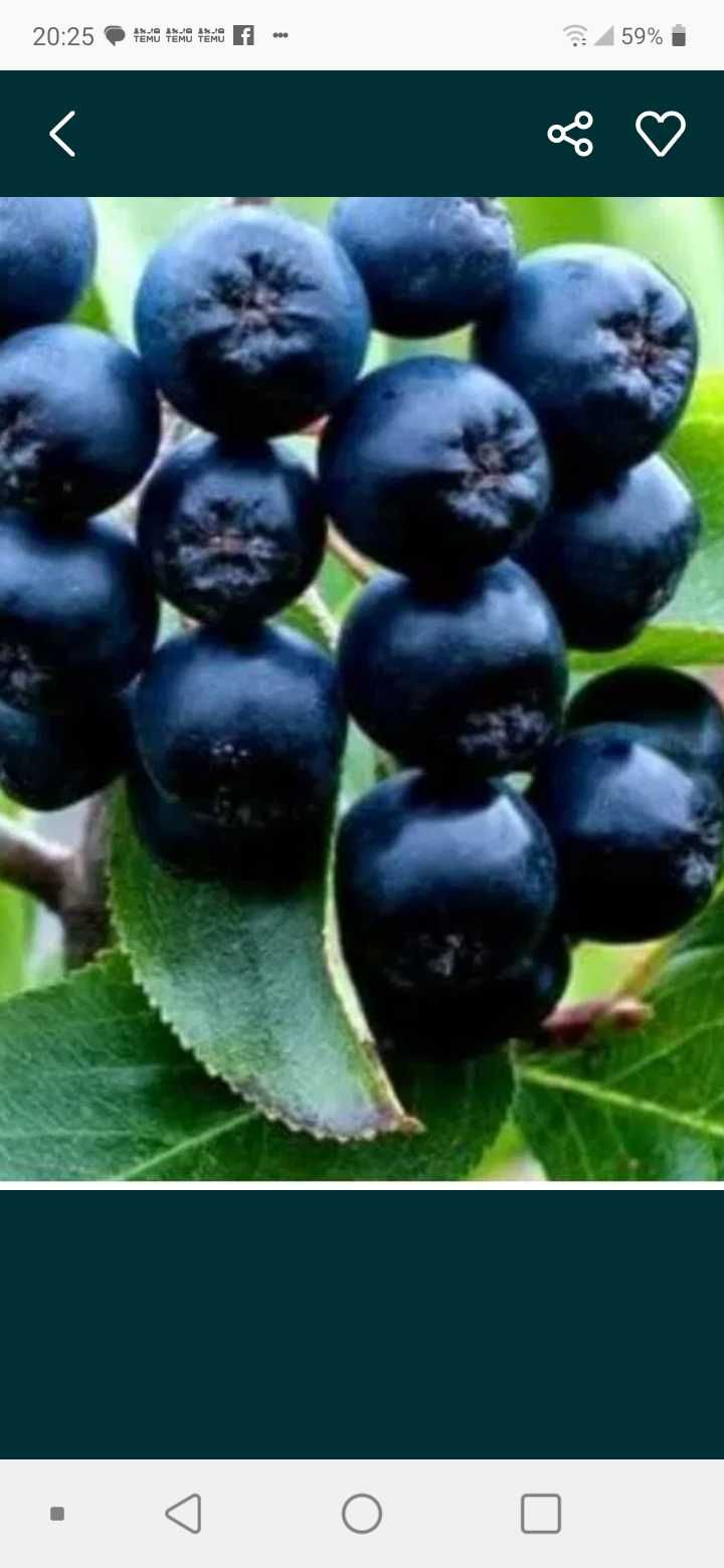 Aronia.        10.  Kg
