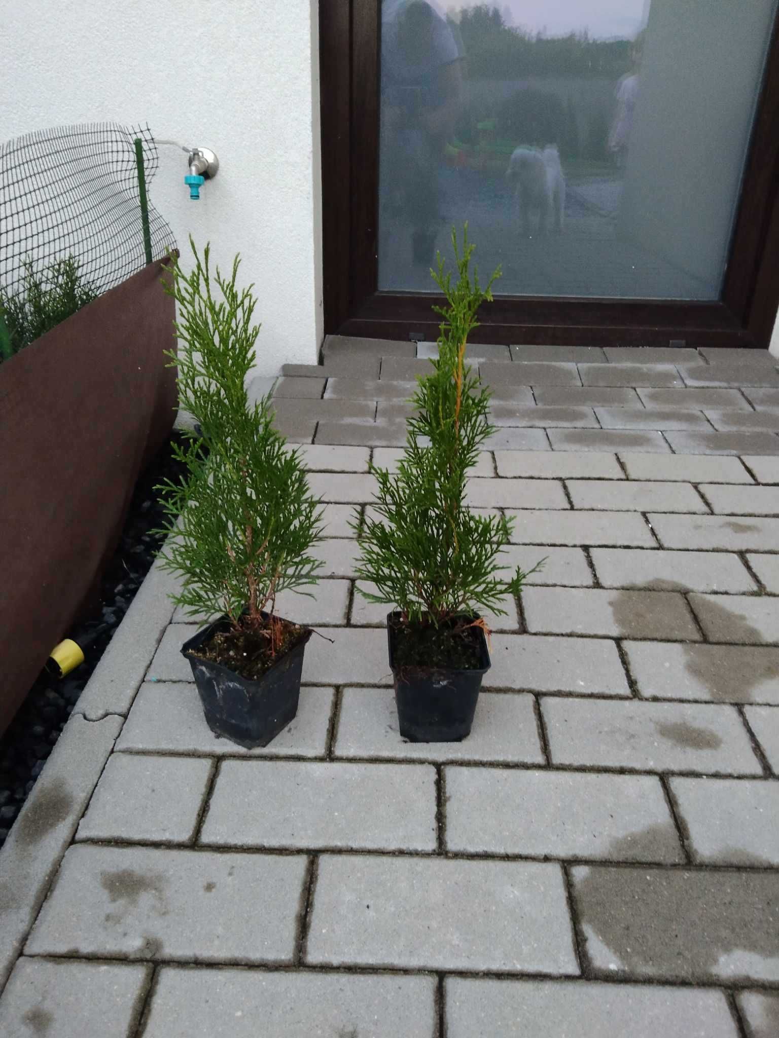 Tuja Szmaragd 25-30cm i 60-75cm