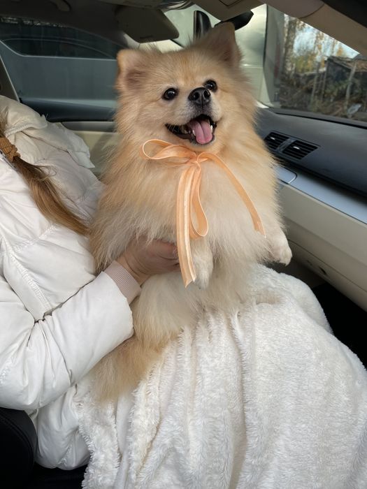 Померанські шпіци — Маленькі щастячка готові до переїзду