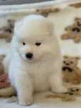 Samojed  szczenie
