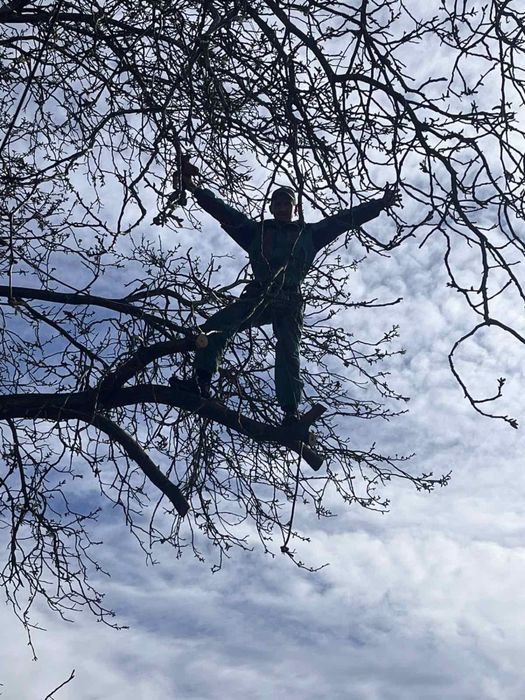 Спил деревьев,обрезка веток,арбаристика,