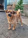 Hugo do adopcji !