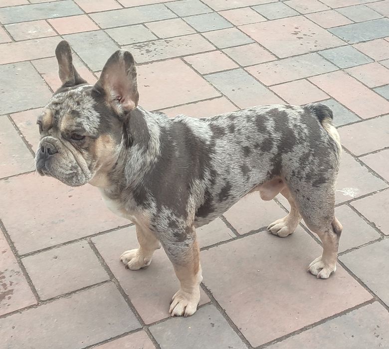 Шикарная девочка голубая мерле