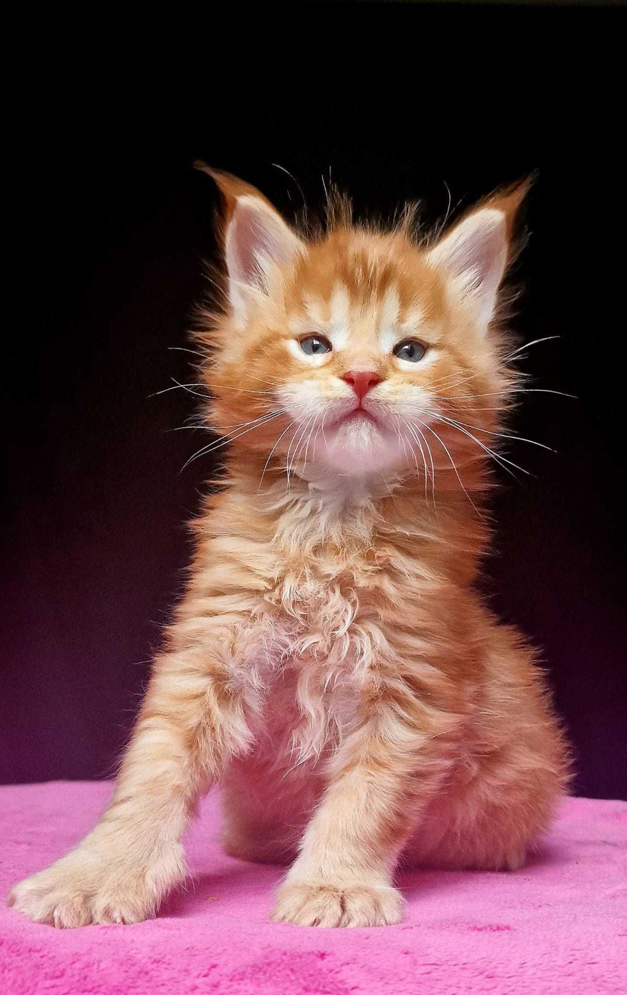 Maine coon piękny rudy kocurek