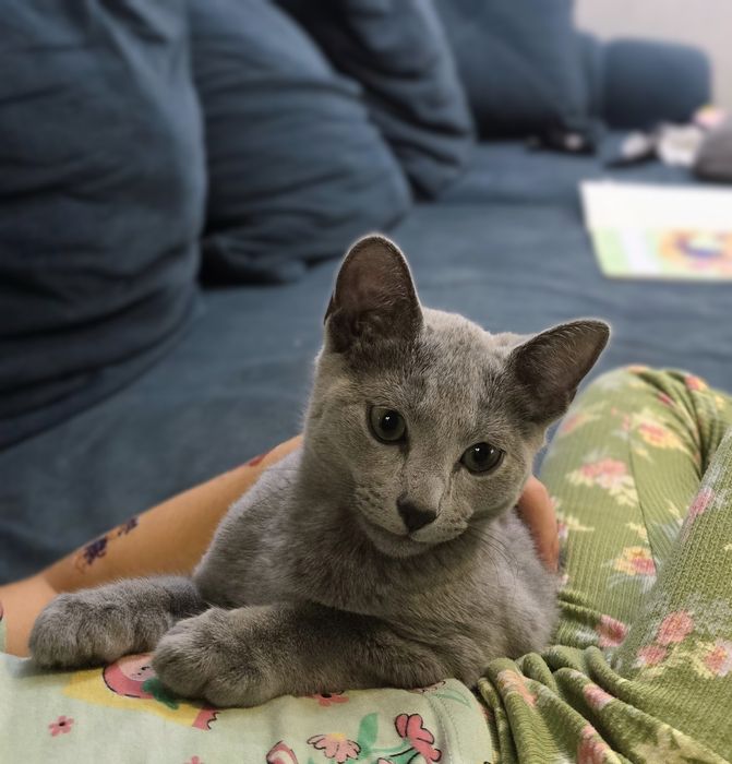 Kocurek rosyjski niebieski