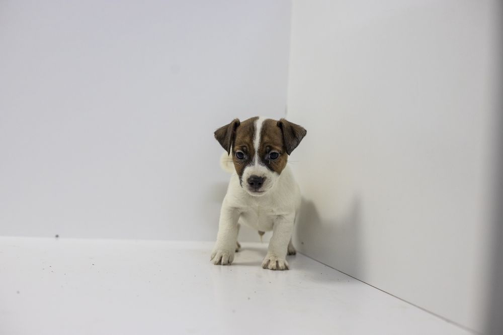 Piesek Jack Russell Terrier szczeniak OSTATNI PIESEK