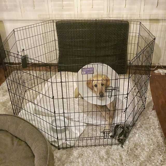 Вольер клетка 180х60х61 8 секций с дверкой манеж для собак щенков‼️