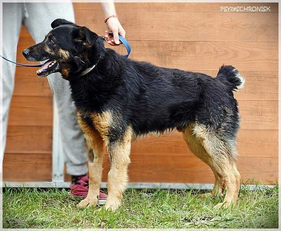 Kumpel - towarzyski kundelek szuka domu