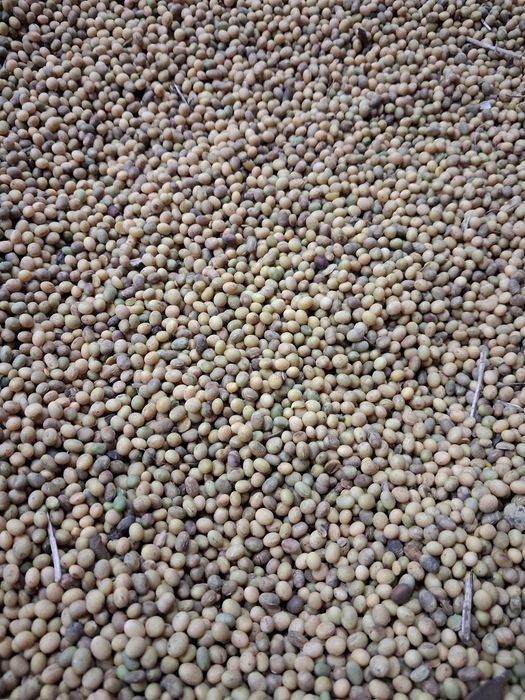 Soja Graf / zbiór 2025