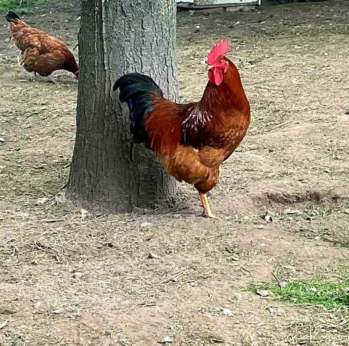 Kogut Koguty tegoroczne 2 szt.