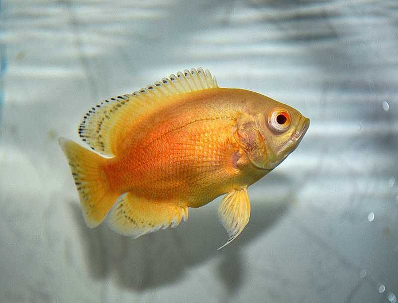 Pielęgnica pawiooka odmiana RED ALBINO - Astronotus - dowóz, wysyłka