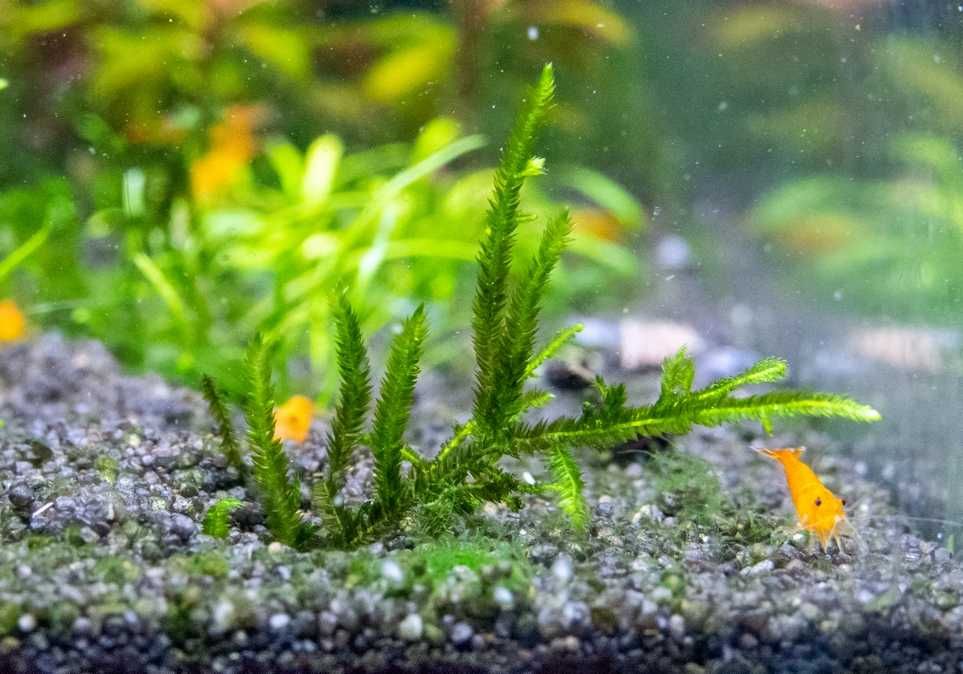 Climacium Japonicum Tree Moss mech palma rarytas hodowla wodna 10 gał.