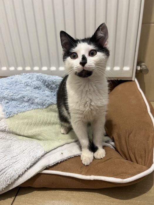 Oddam kocurka 3 miesiące