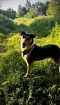Idealny do dzieci, 4 letni, 12kg, adopcja za darmo oddam