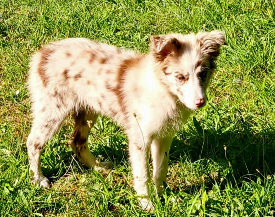 Pies Border Collie