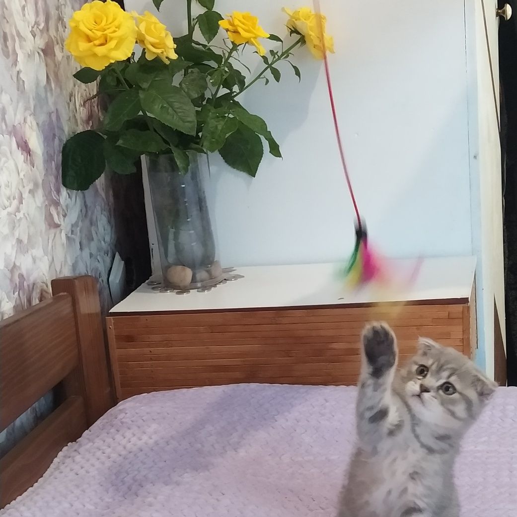 Срочно! Котята скотиш фолд