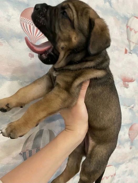 Мальчики кане корсо. 1,5 мес.