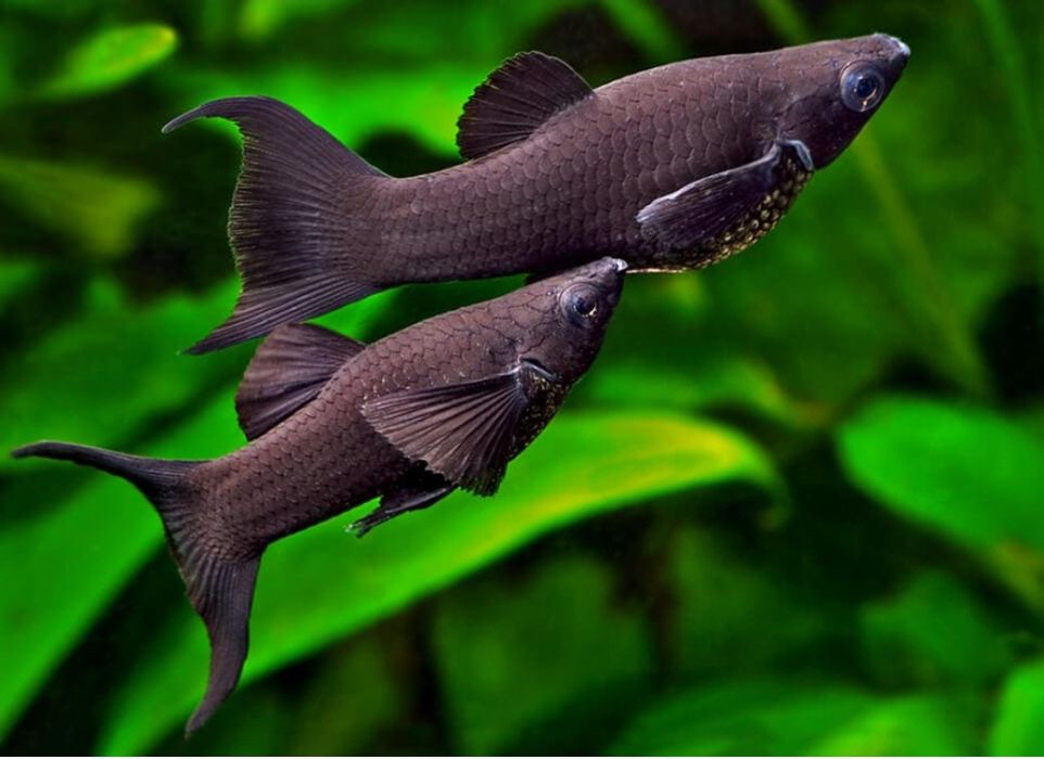 Продам акваріумних рибок