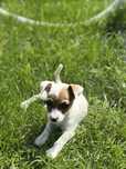 Suczka 8 tygodniowa Jack Ruussel terrier z Rodowodem
