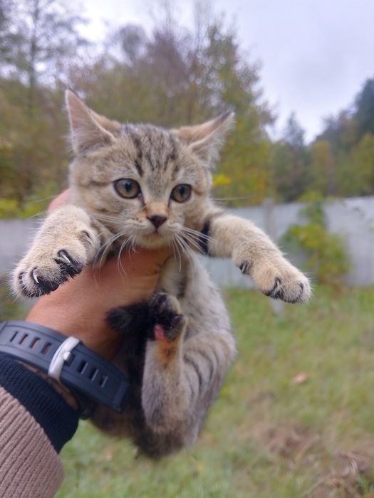 Висловухі кошенята  шукають дім