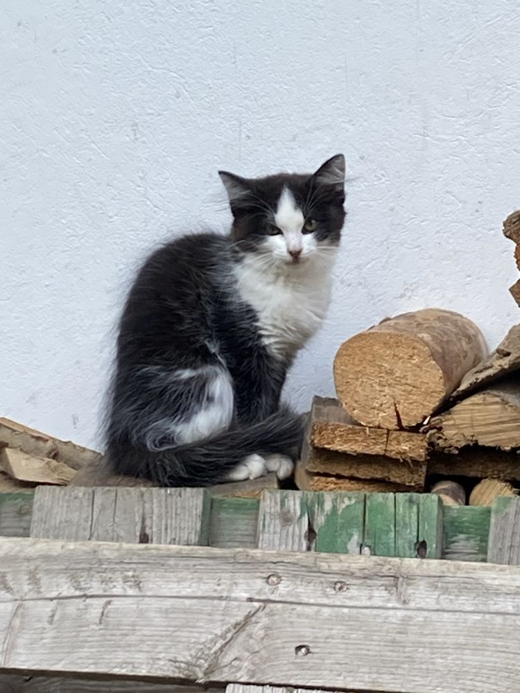Małe kotki, koty oddam za darmo