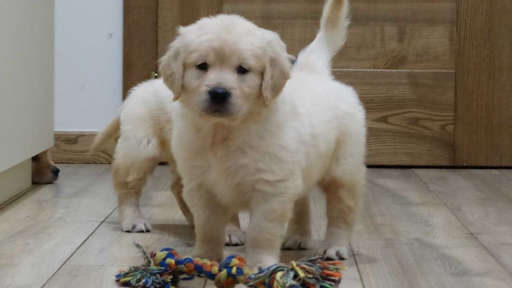 Golden retriever suczka złota