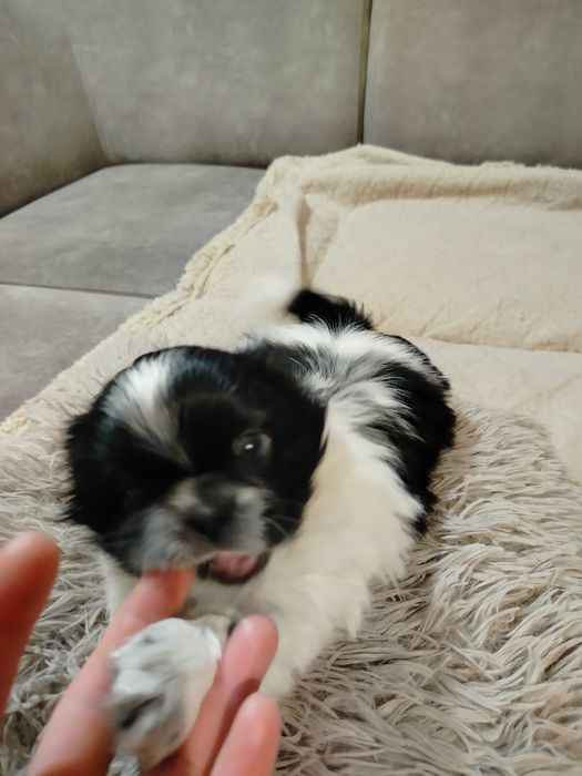 Pieski szukają nowego domu