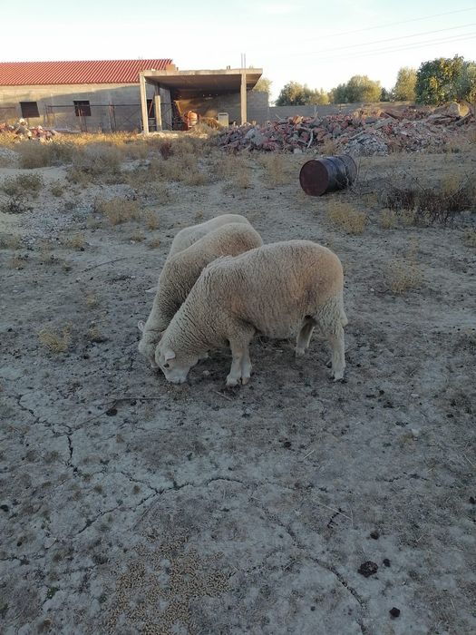 Carneiro crusado ile de france com 3 anos