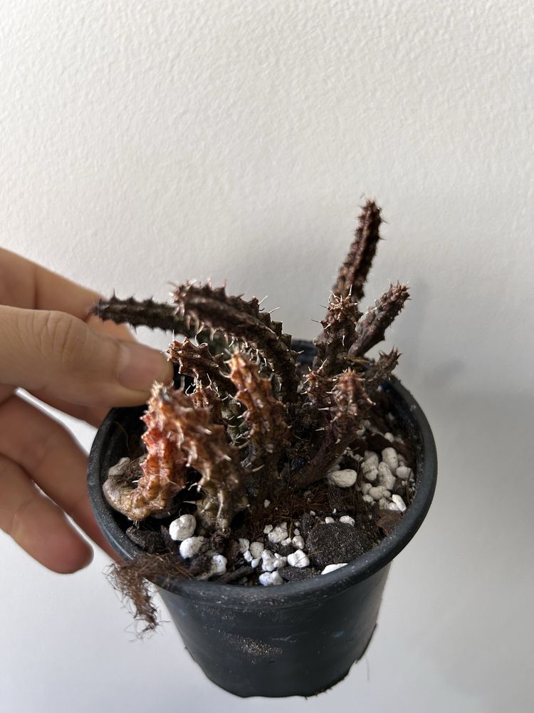 Stapelia Stapelianthus decaryi