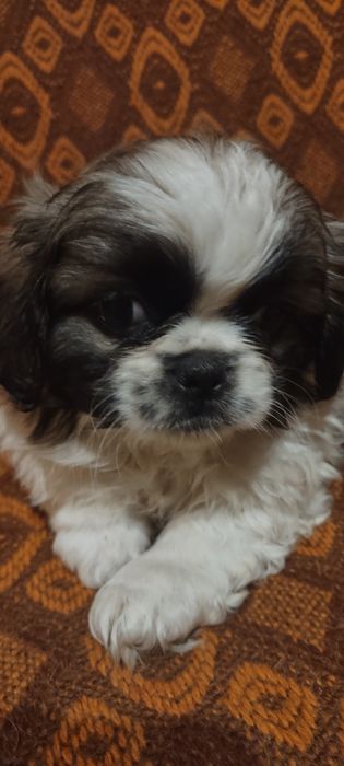 Pekińczyk szczeniak