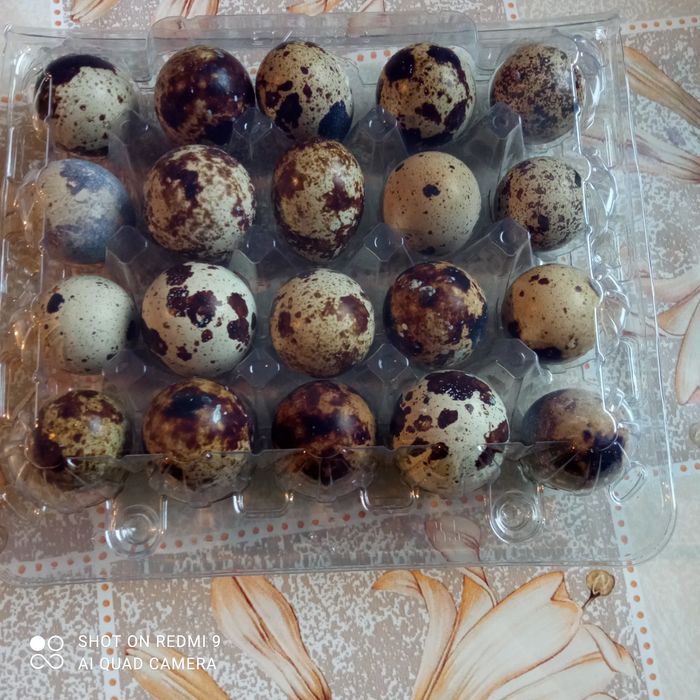 Jajka przepiórcze lęgowe