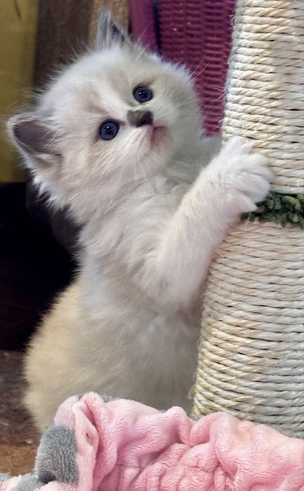 Kocurek Ragdoll - Chrupcio