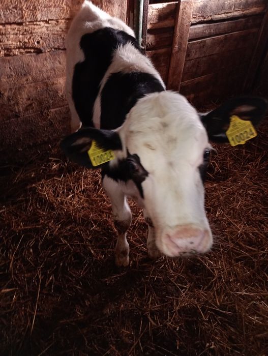 Byczek zarlak na stałej paszy