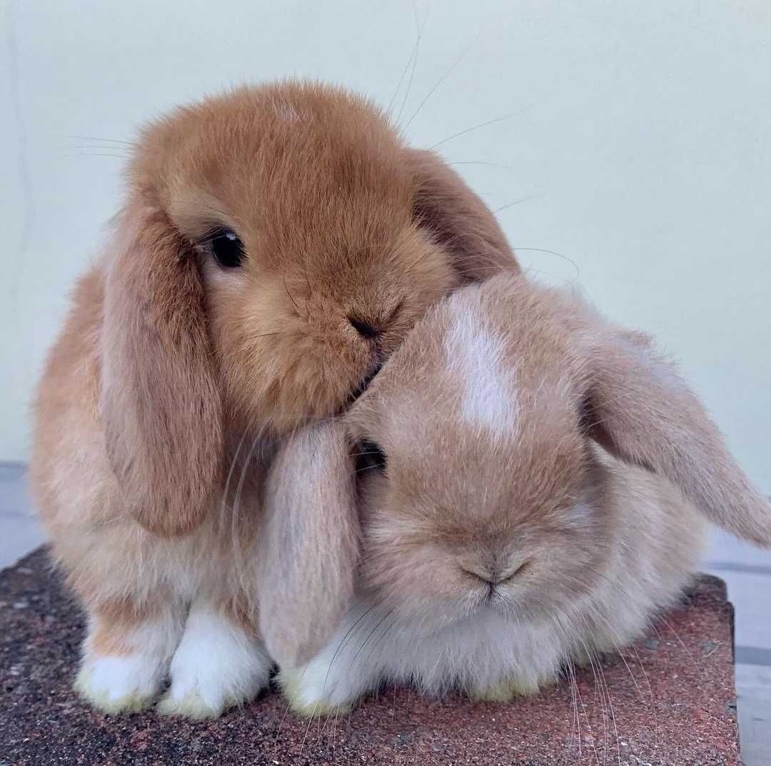 KIT Coelhos anões orelhudos, mini lop adoráveis e super inteligentes