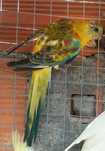 Red rumped macho 2025