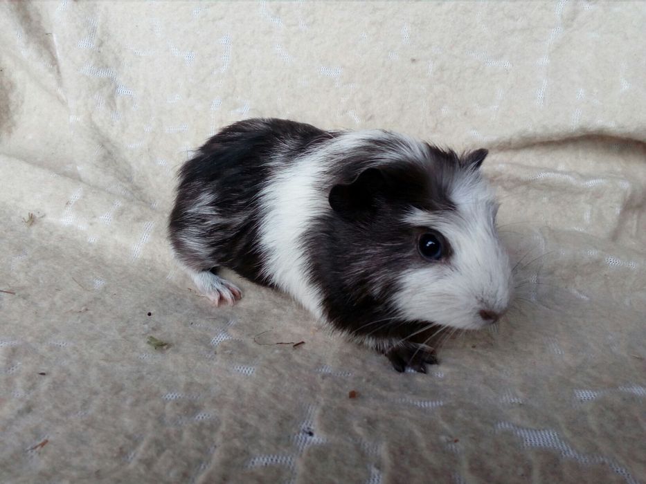 Świnka morska Kawia domowa