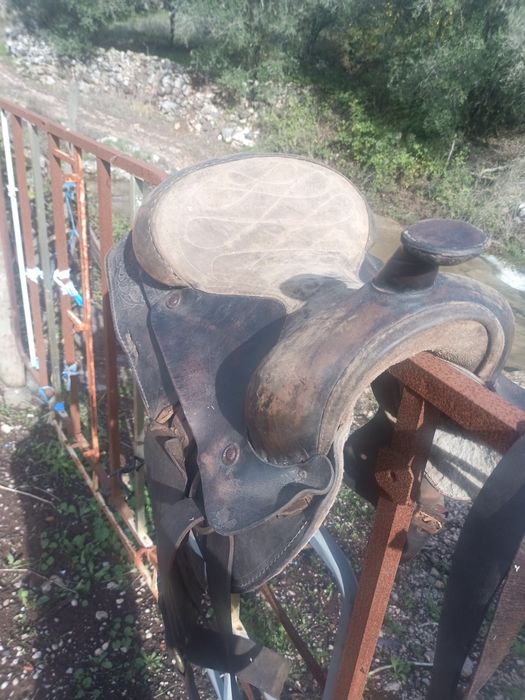 Cela de cavalo americana 140 euros