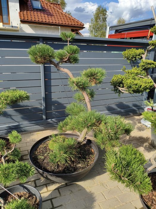 Sosny bonsai - niwaki- drzewka formowane  na taras , do ogrodu 400 szt