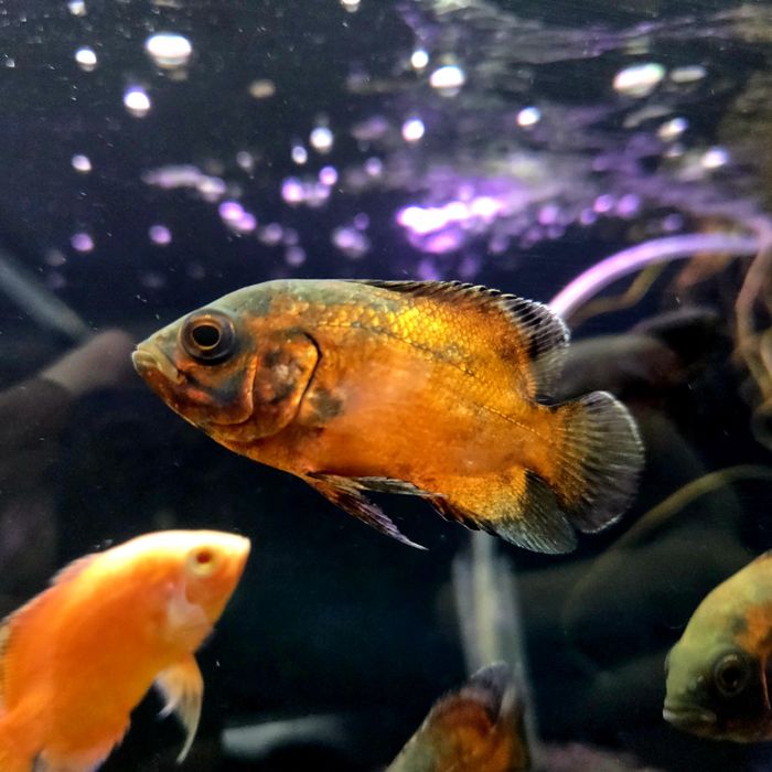 Pielęgnica pawiooka red Oscar