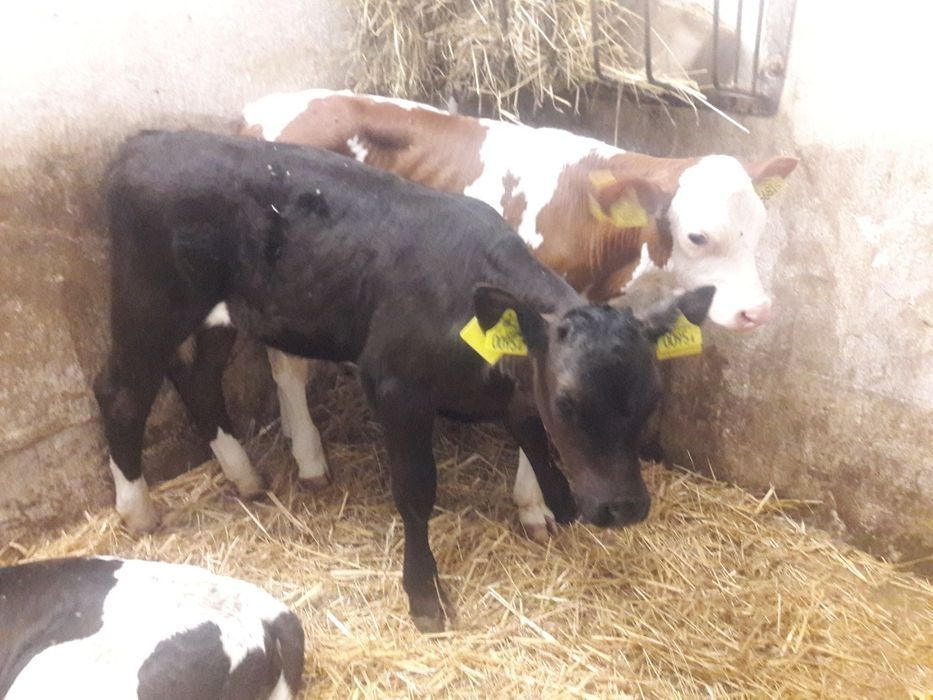 Byczki, jalowki (Polskie).