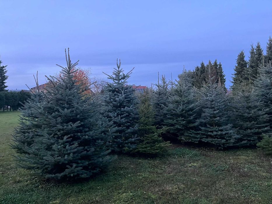 Świerki, choinki z przydomowej plantacji. Hurt